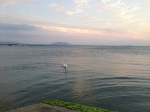 海に白鳥がいた8