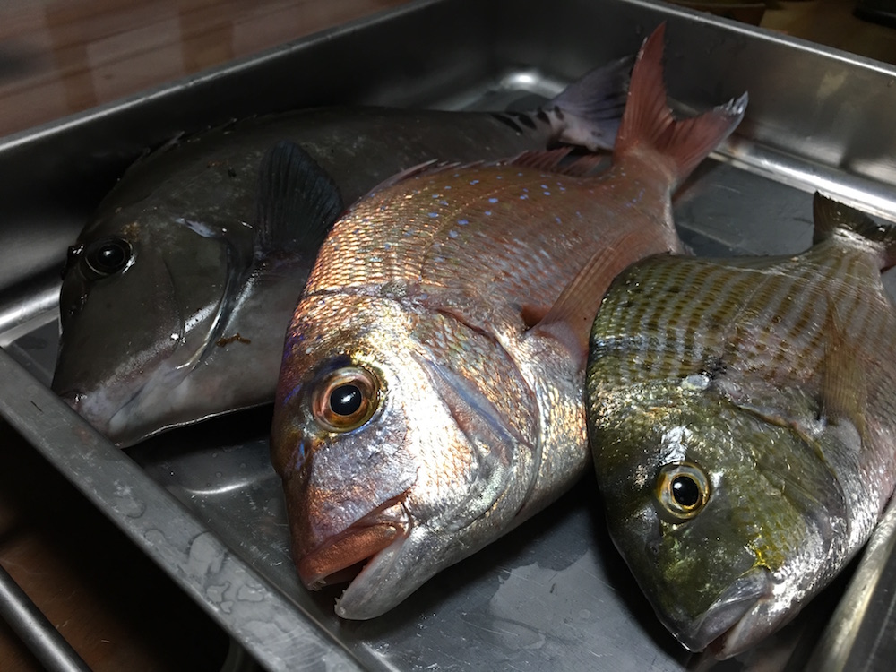 珍魚を食べる ニザダイの刺身としゃぶしゃぶ 新鮮な魚はやっぱり美味い