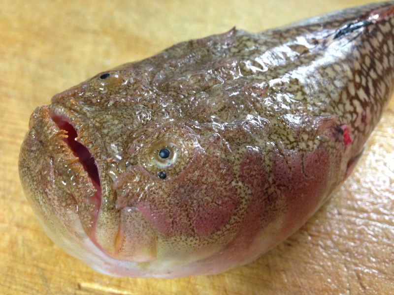 肝合え最高 カワハギとウマヅラハギを同時に食べて比較してみた 新鮮な魚はやっぱり美味い