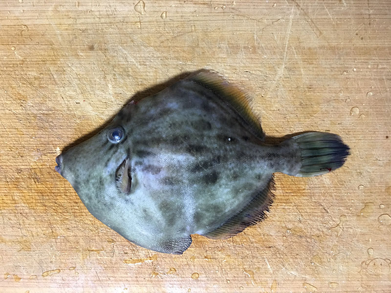 肝合え最高 カワハギとウマヅラハギを同時に食べて比較してみた 新鮮な魚はやっぱり美味い