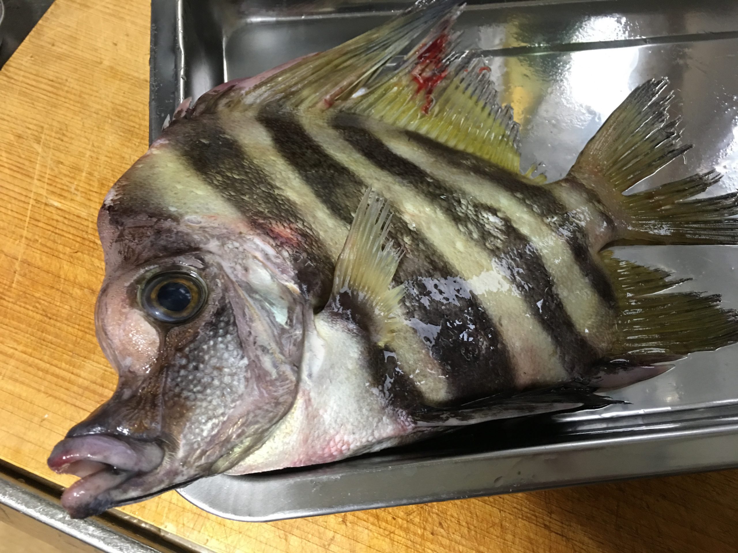 【珍魚を食べる】テングダイ