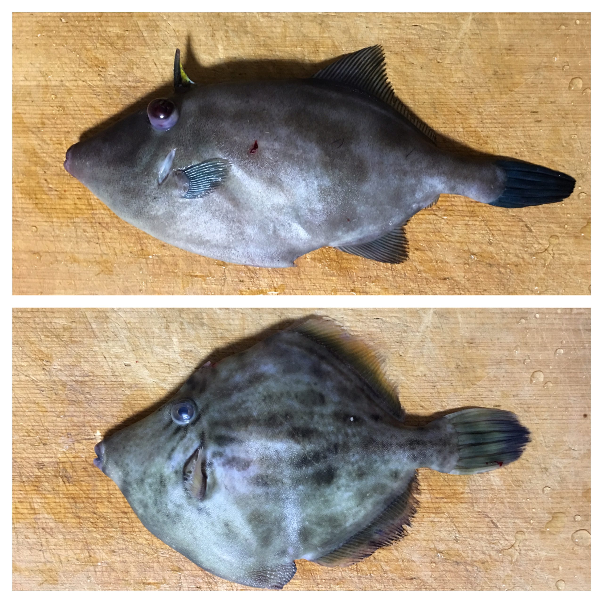 【肝合え最高】カワハギとウマヅラハギを同時に食べて比較してみた