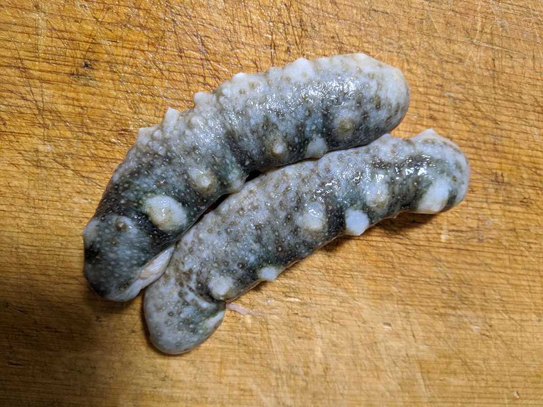 【春先の風物詩】「なまこ」を捌いて食べました