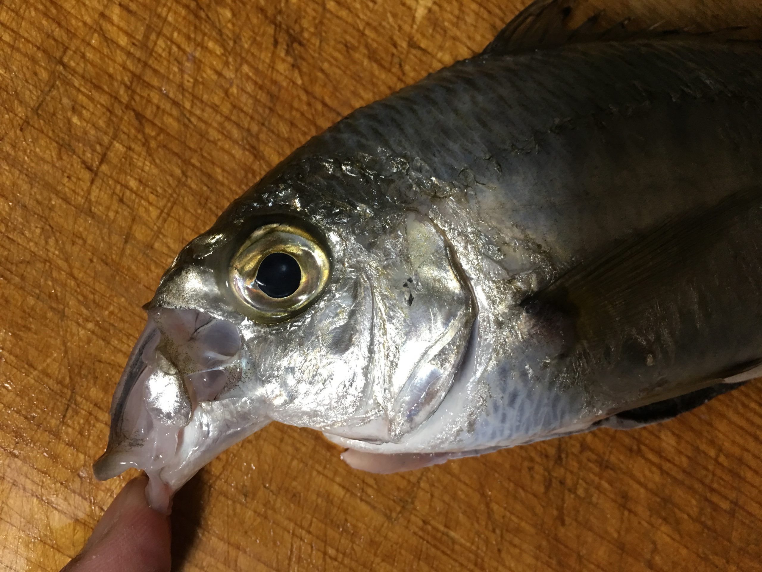【珍魚を食べる】クロサギ？ツッパリサギ？